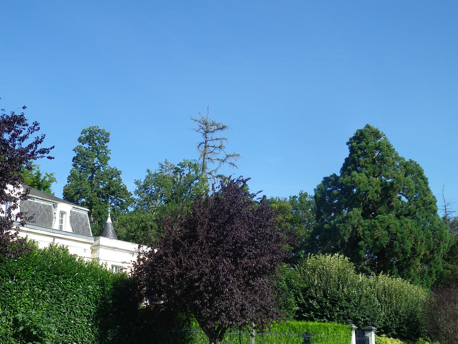 Séquoias géants