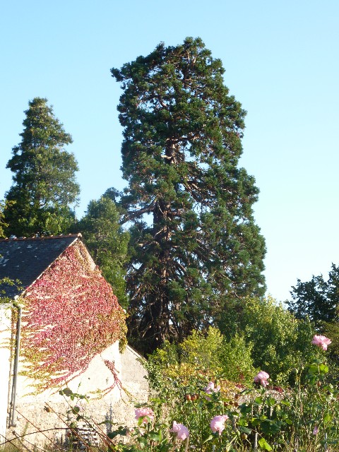 Séquoia géant rue du port