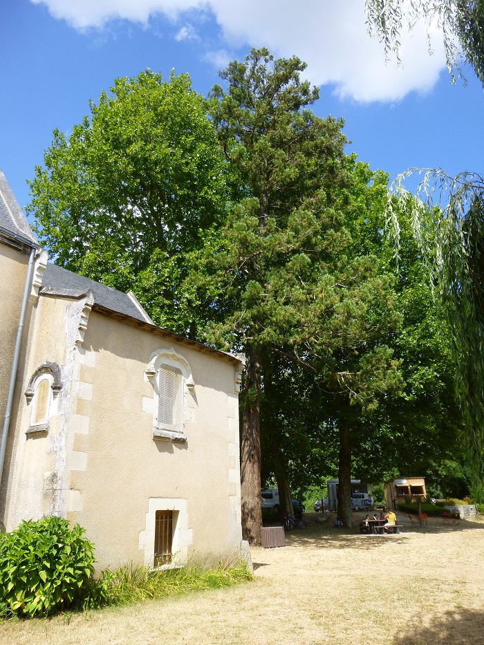 Séquoia géant à Cheffes sur Sarthe
