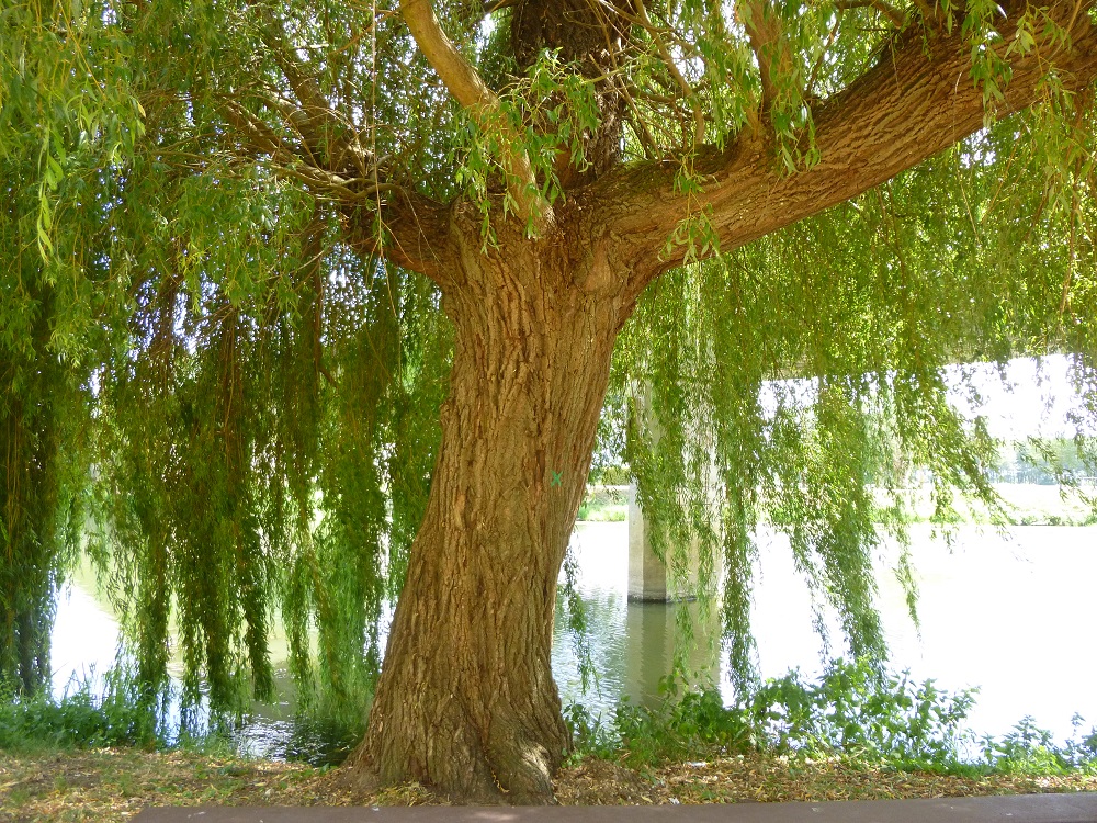 Séquoia géant à Cheffes sur Sarthe