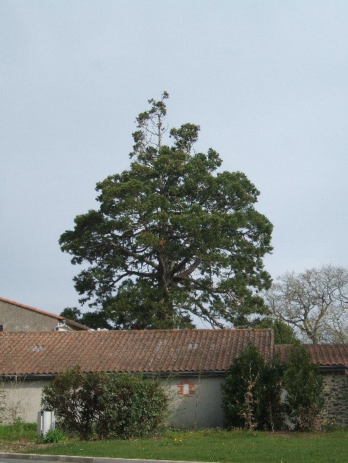 Séquoia géant