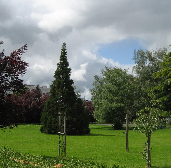 Séquoia géant à Cholet