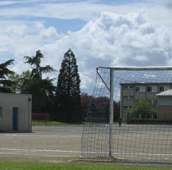 Séquoia géant