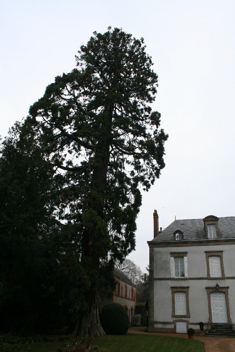 Séquoia géant à Cholet