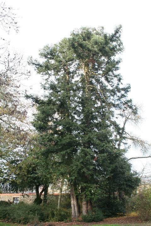 Séquoia sempervirens