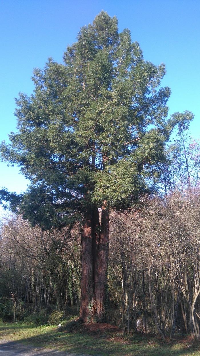 Séquoia sempervirens