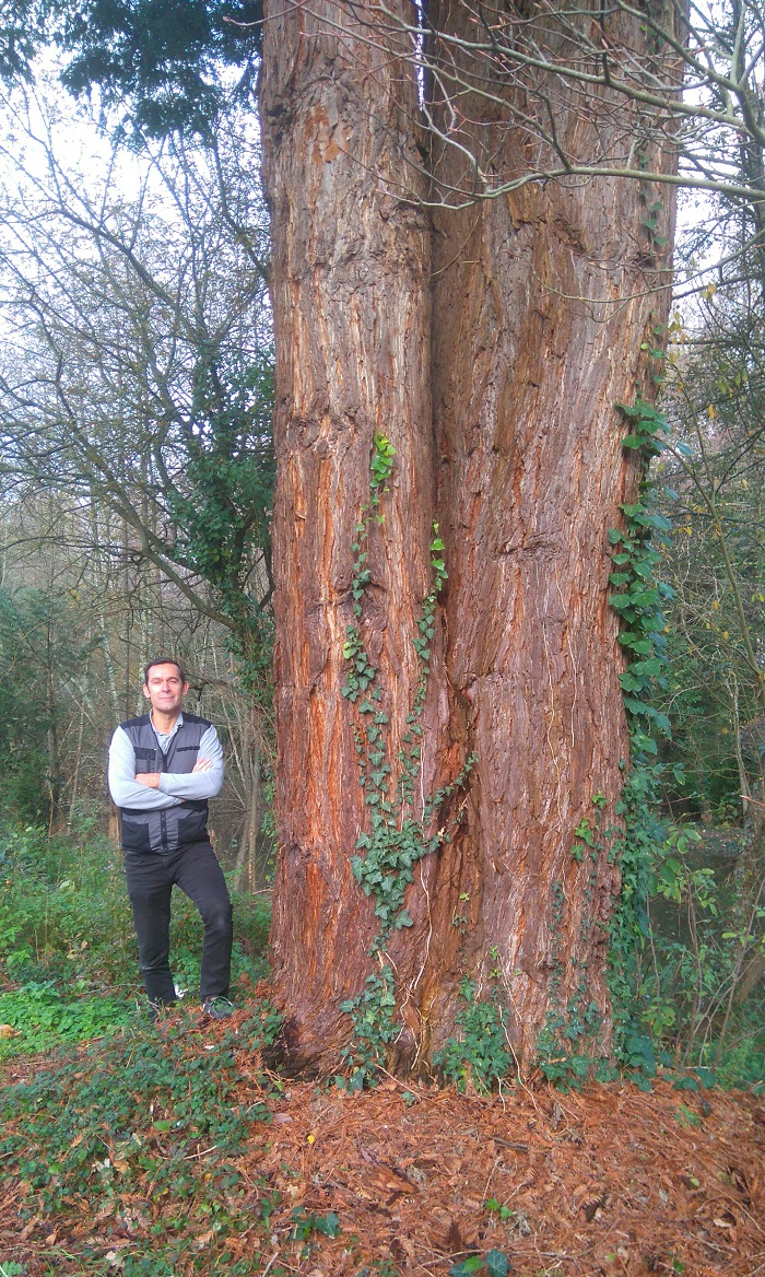 Séquoia sempervirens