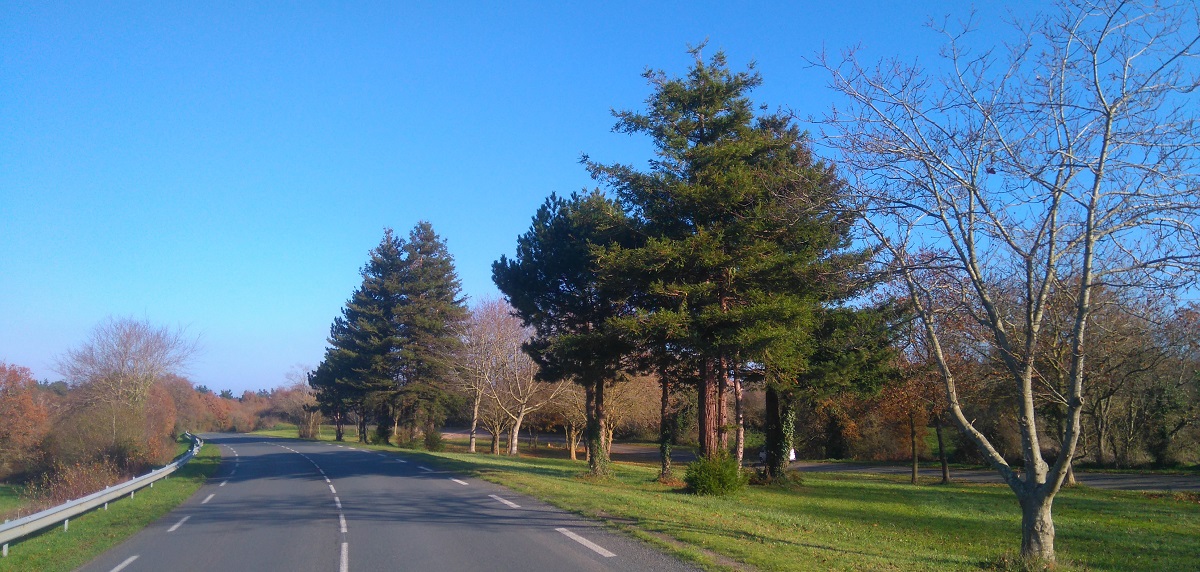 Séquoia sempervirens