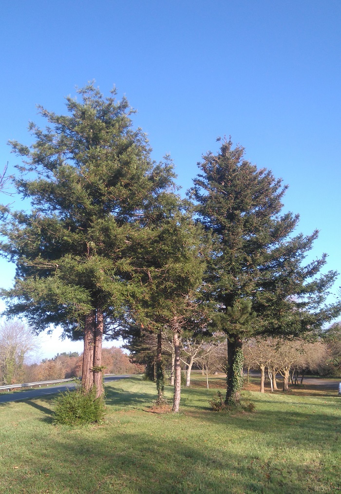 Séquoia sempervirens