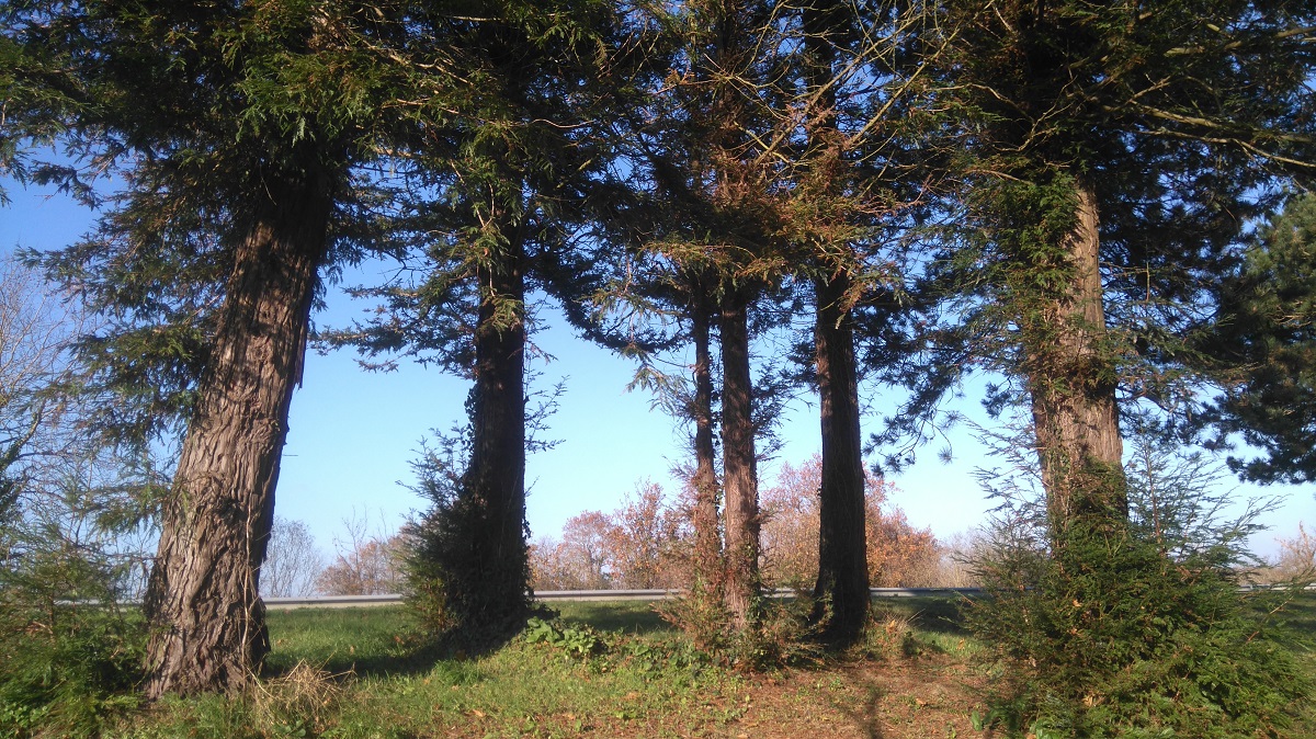 Séquoia sempervirens