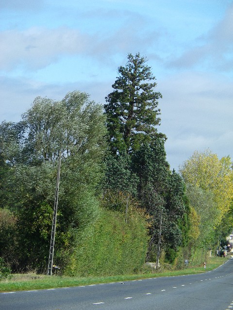 Séquoia géant à Concourson sur Layon