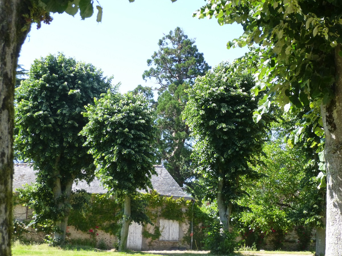 Séquoia géant à Denée