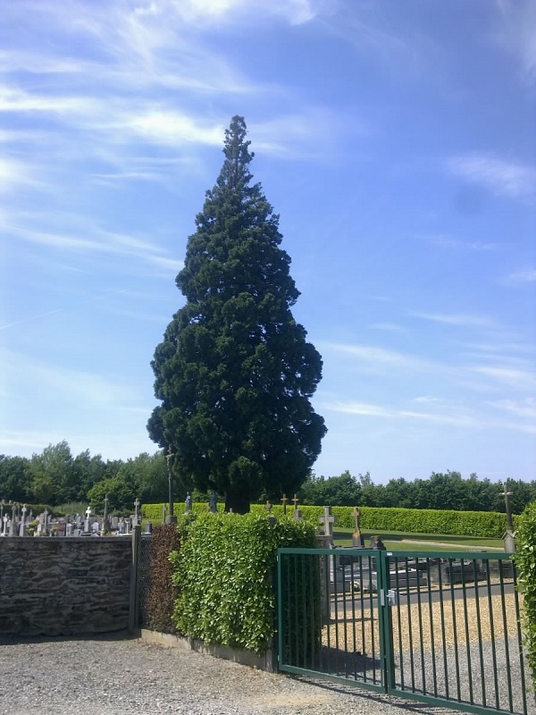 Séquoia géant à Entrammes