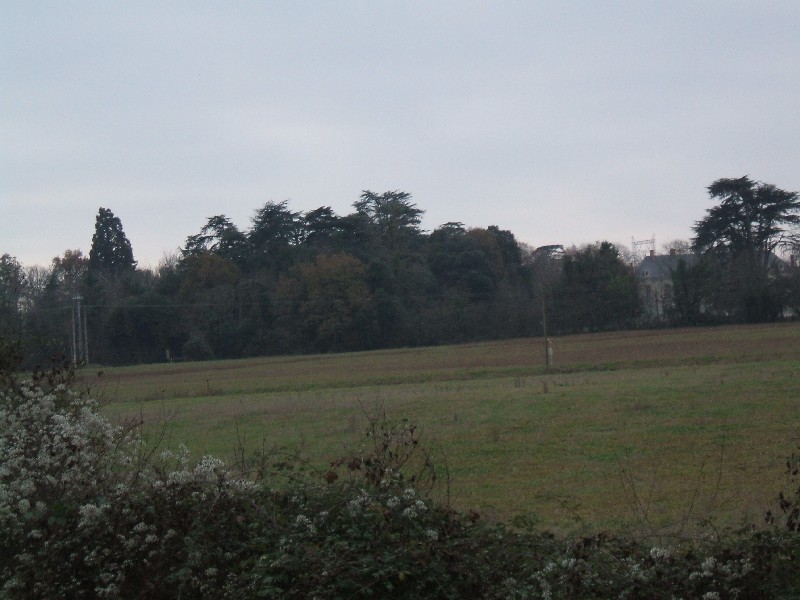 Séquoia géant au Château de Lassay à Faveraye Mâchelles