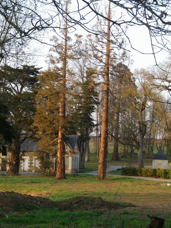 Séquoias géants au domaine de Mont Benault