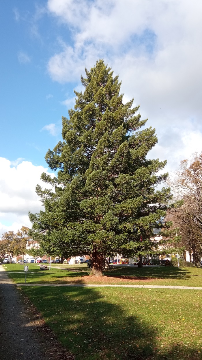 Séquoia sempervirens