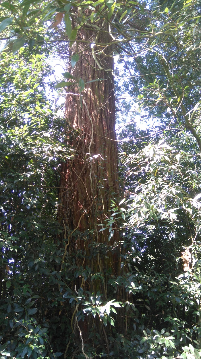Séquoia