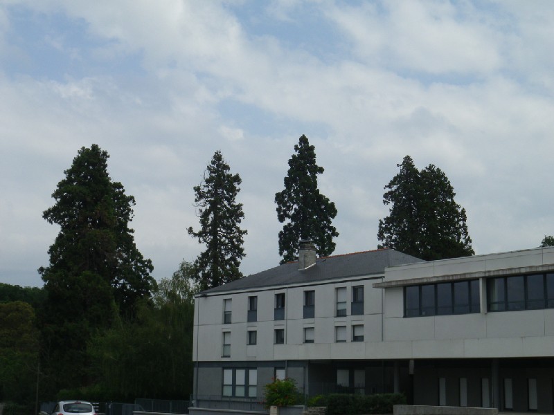 Séquoias géants à Gennes