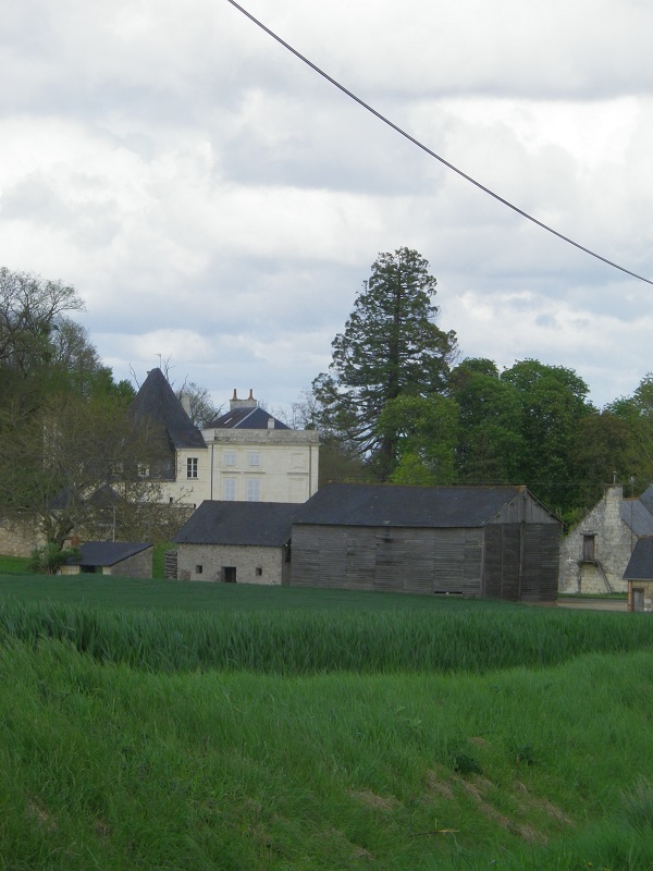 Séquoia géant à Gennes