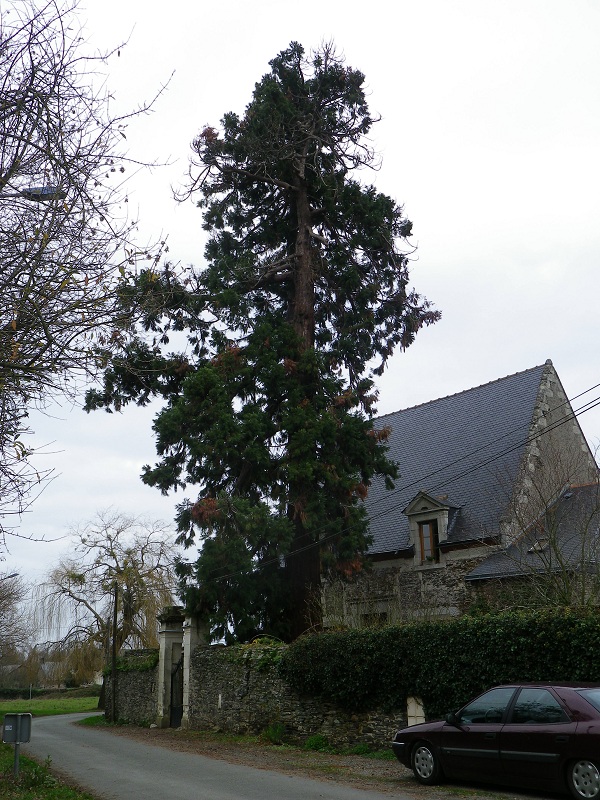 Séquoia géant à Juigné sur Loire