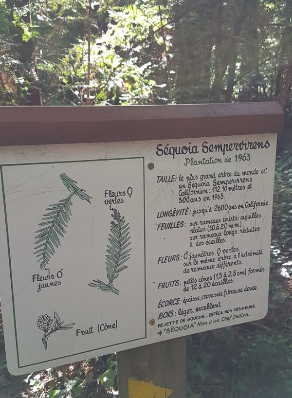 Séquoia