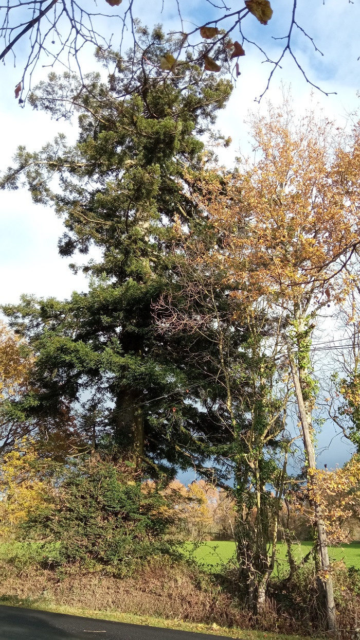 Séquoia sempervirens