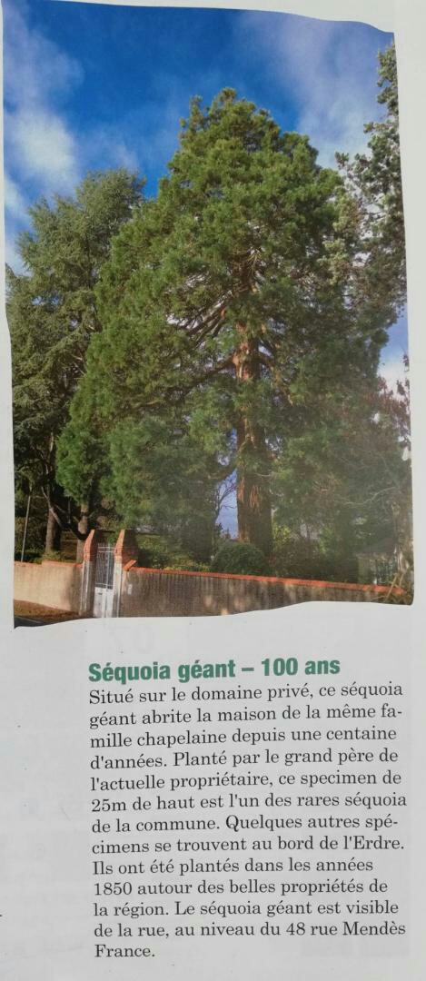 Séquoia géant 