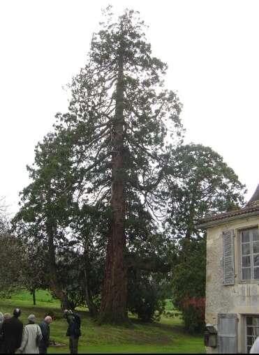Séquoia