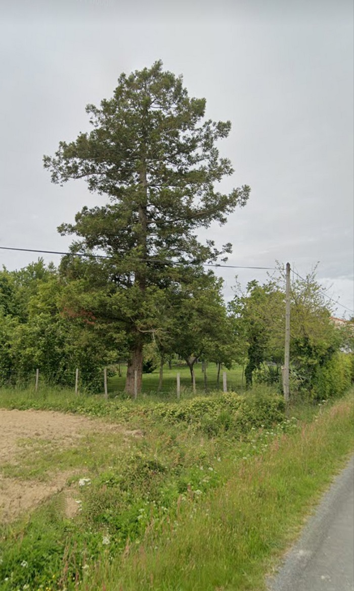 Séquoia