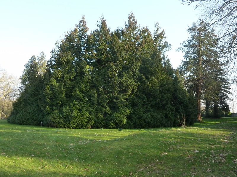 Thuya géant