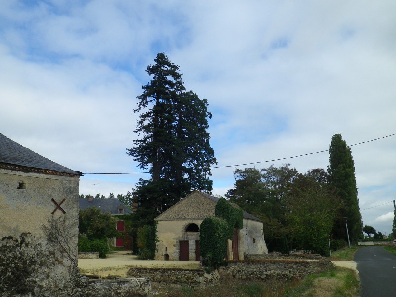 Séquoia géant à La Fosse de Tigné