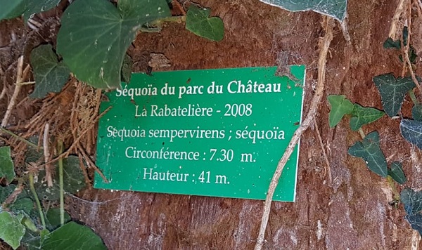 Séquoia géant 