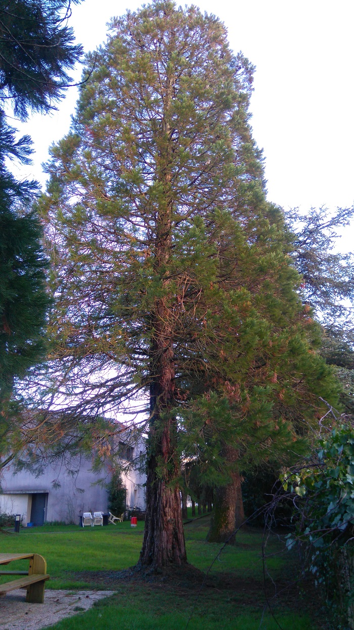 Séquoias géants