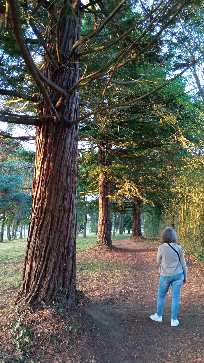 Séquoias sempervirens