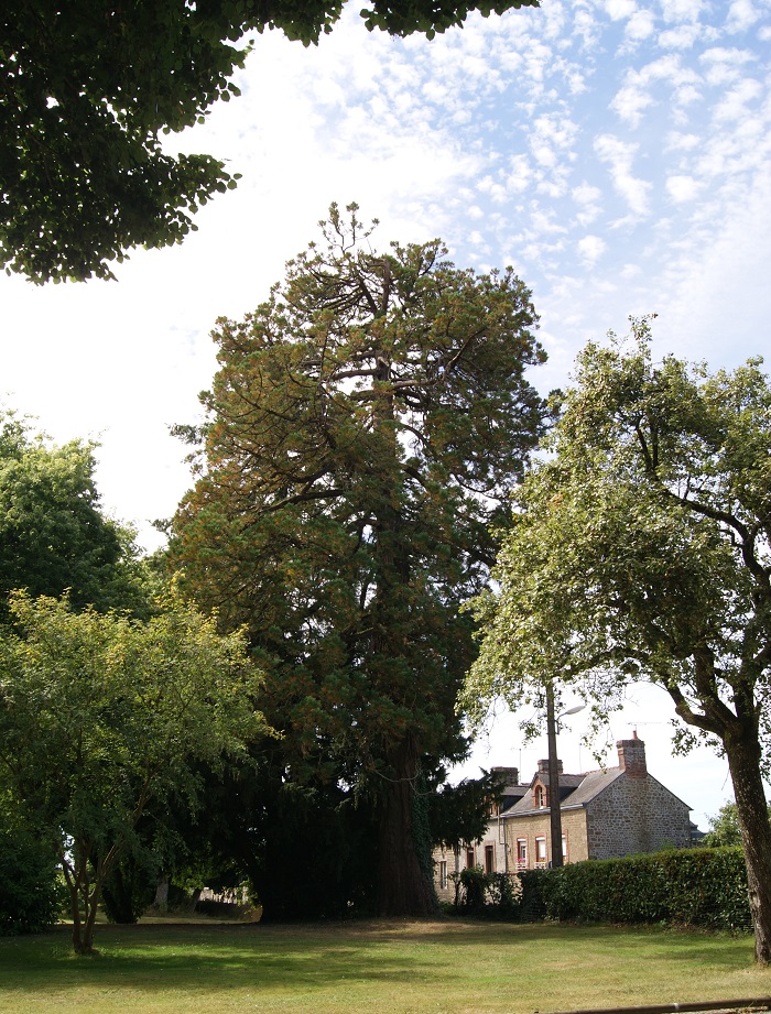 Séquoia géant