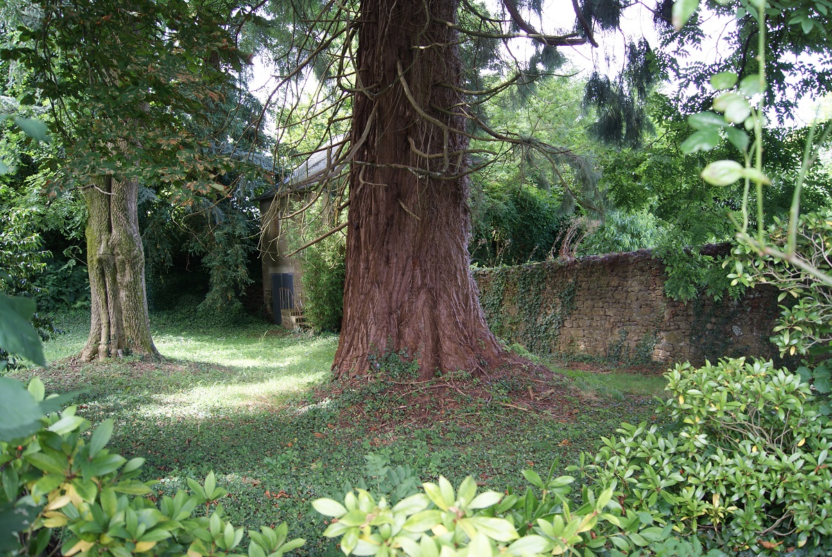 Séquoia géant