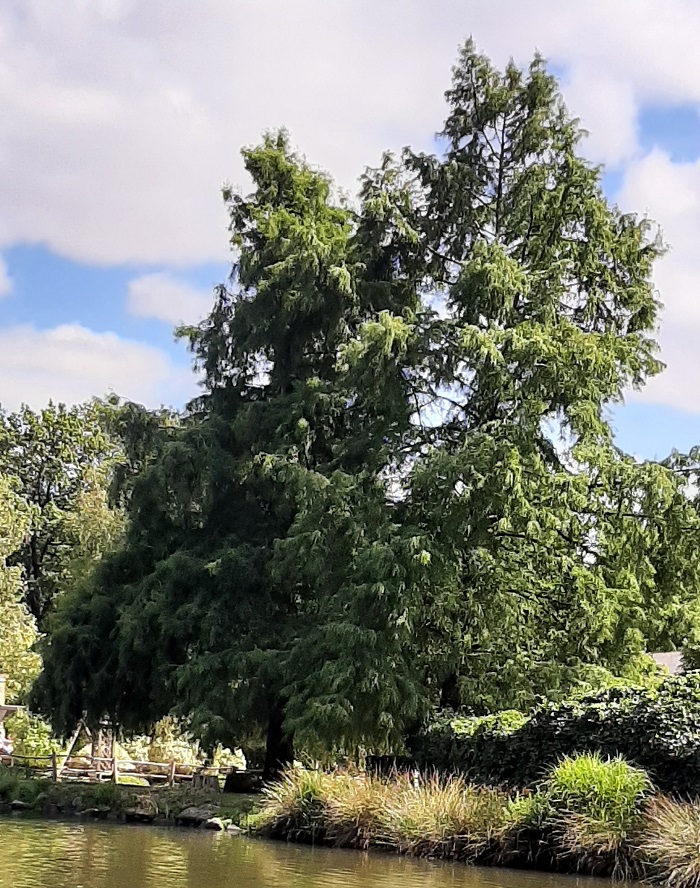 metasequoia