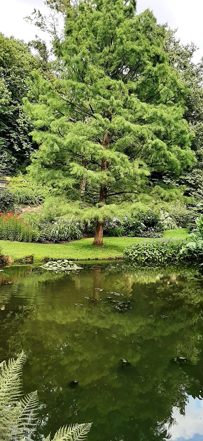 metasequoia