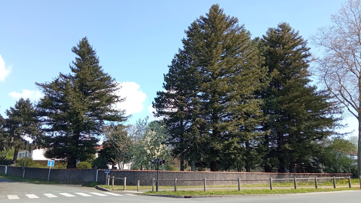 Séquoias sempervirens