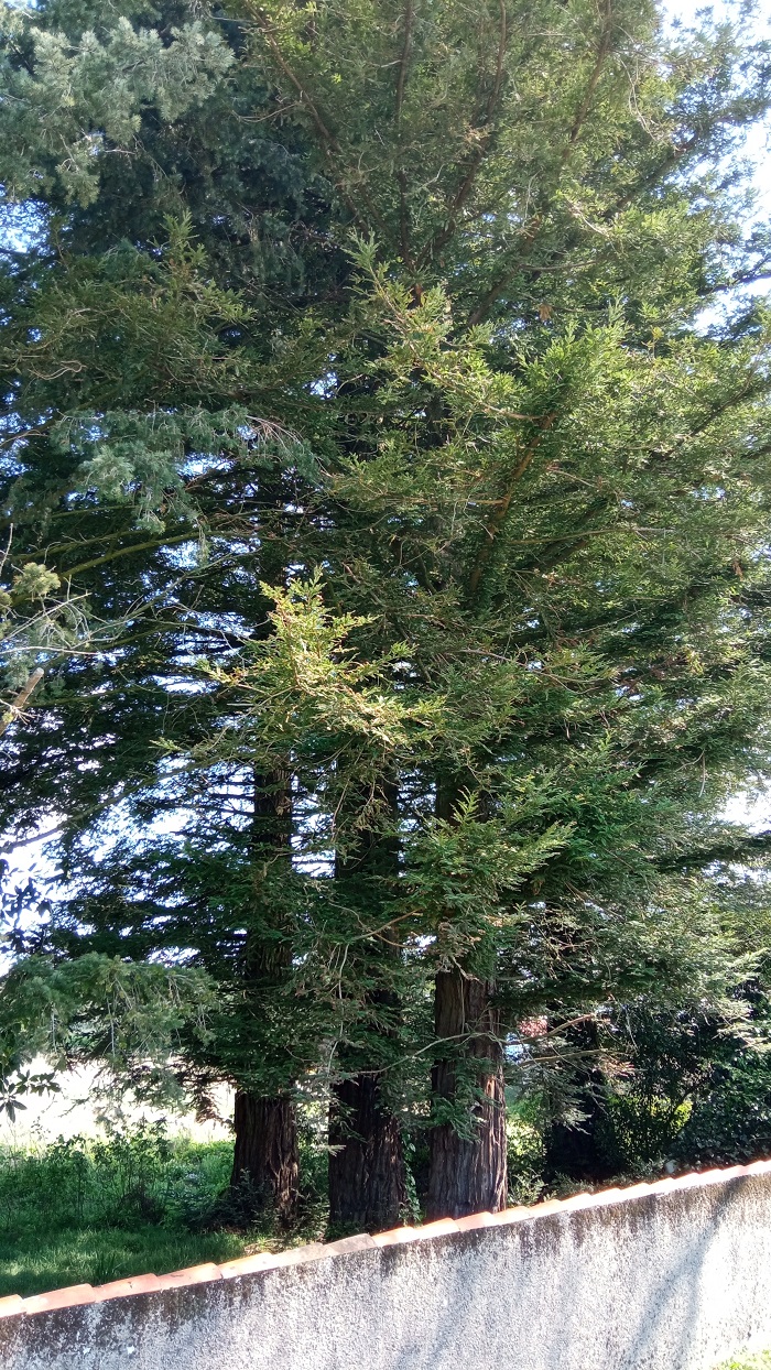 Séquoias sempervirens