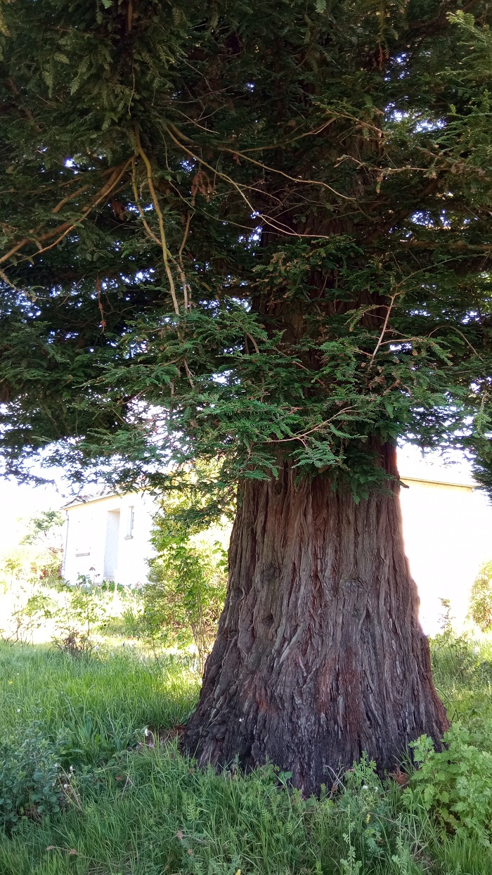 Séquoias sempervirens