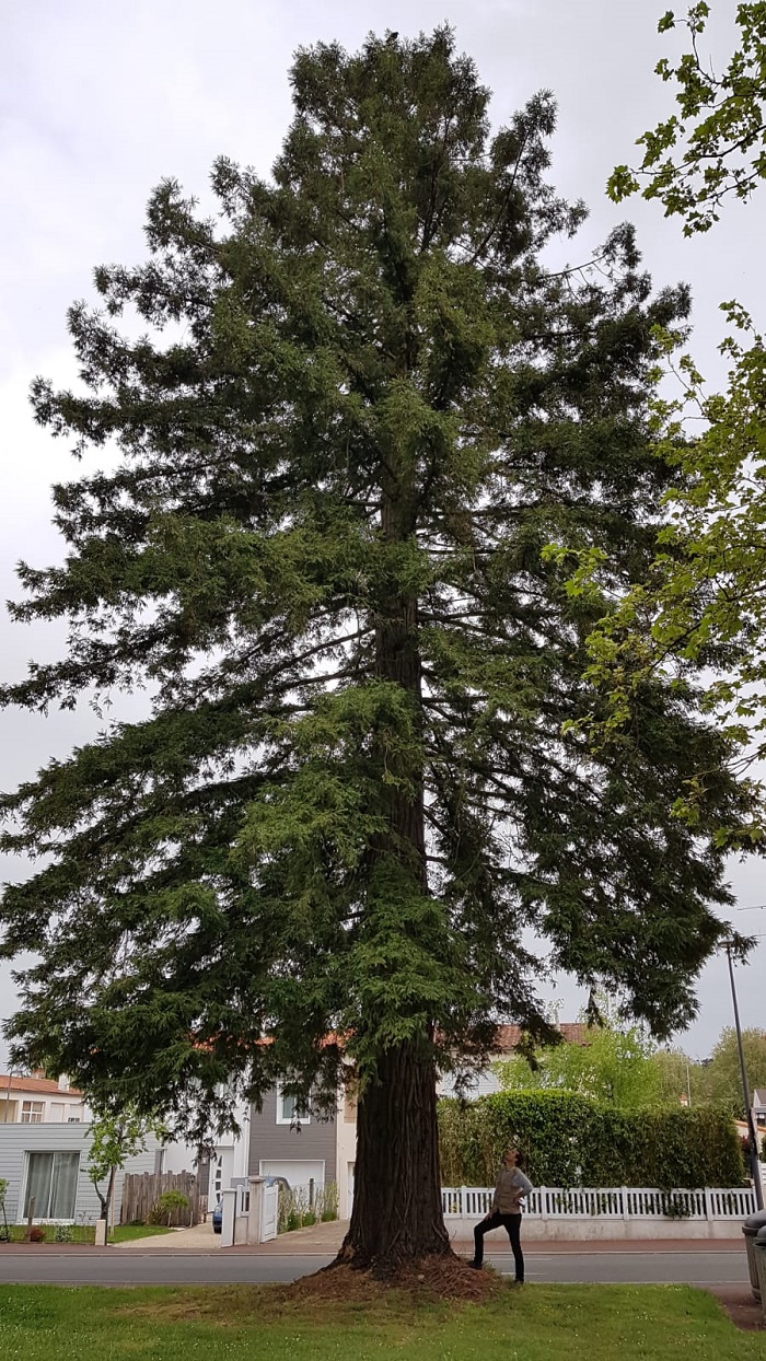 Séquoia sempervirens