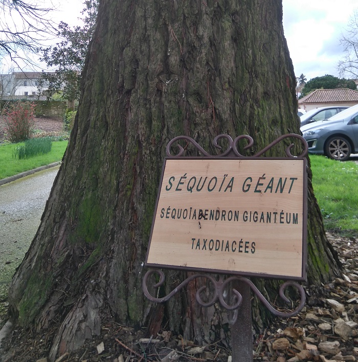 Séquoia géant