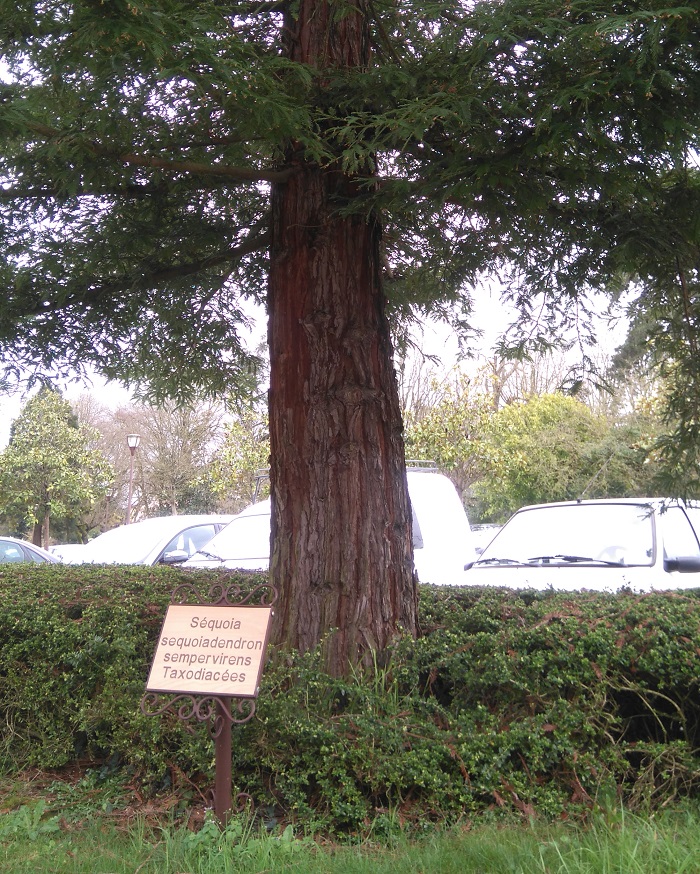 Séquoia sempervirens