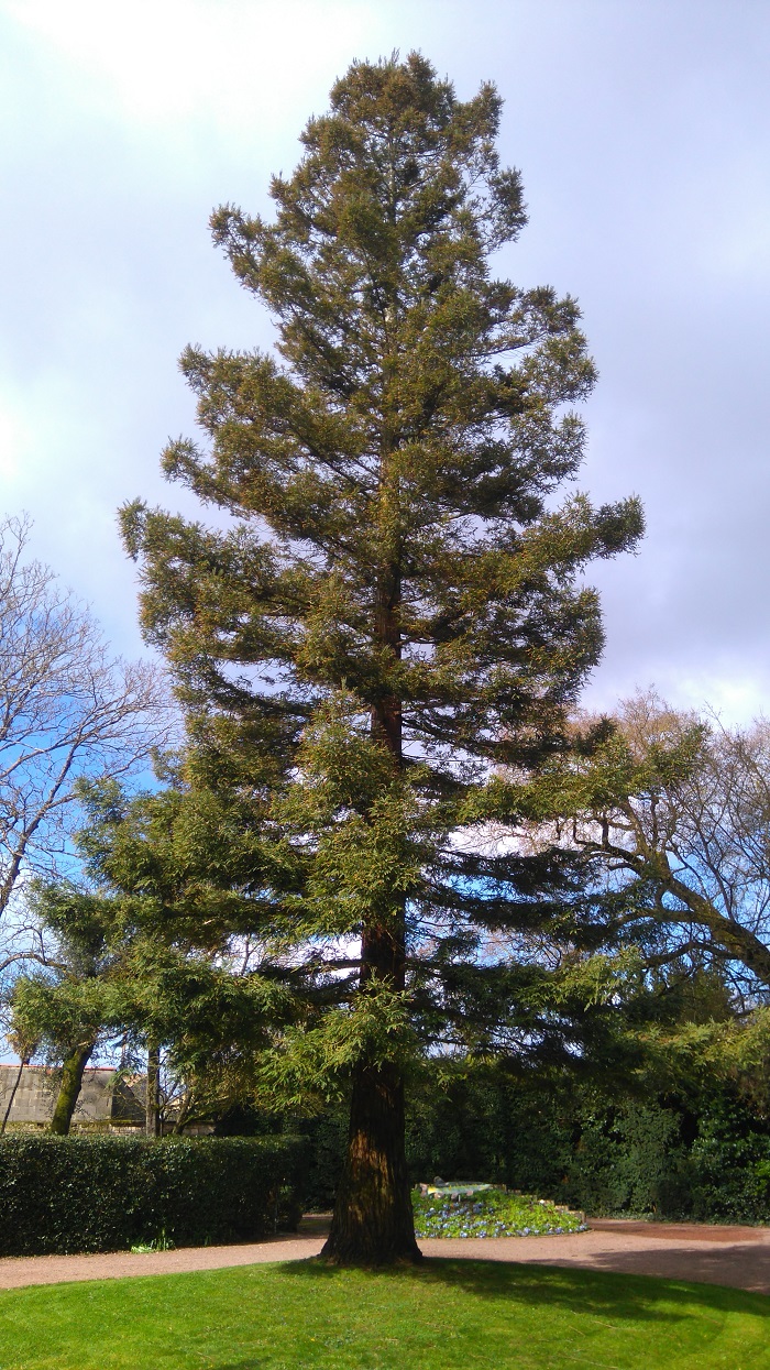 Séquoia sempervirens
