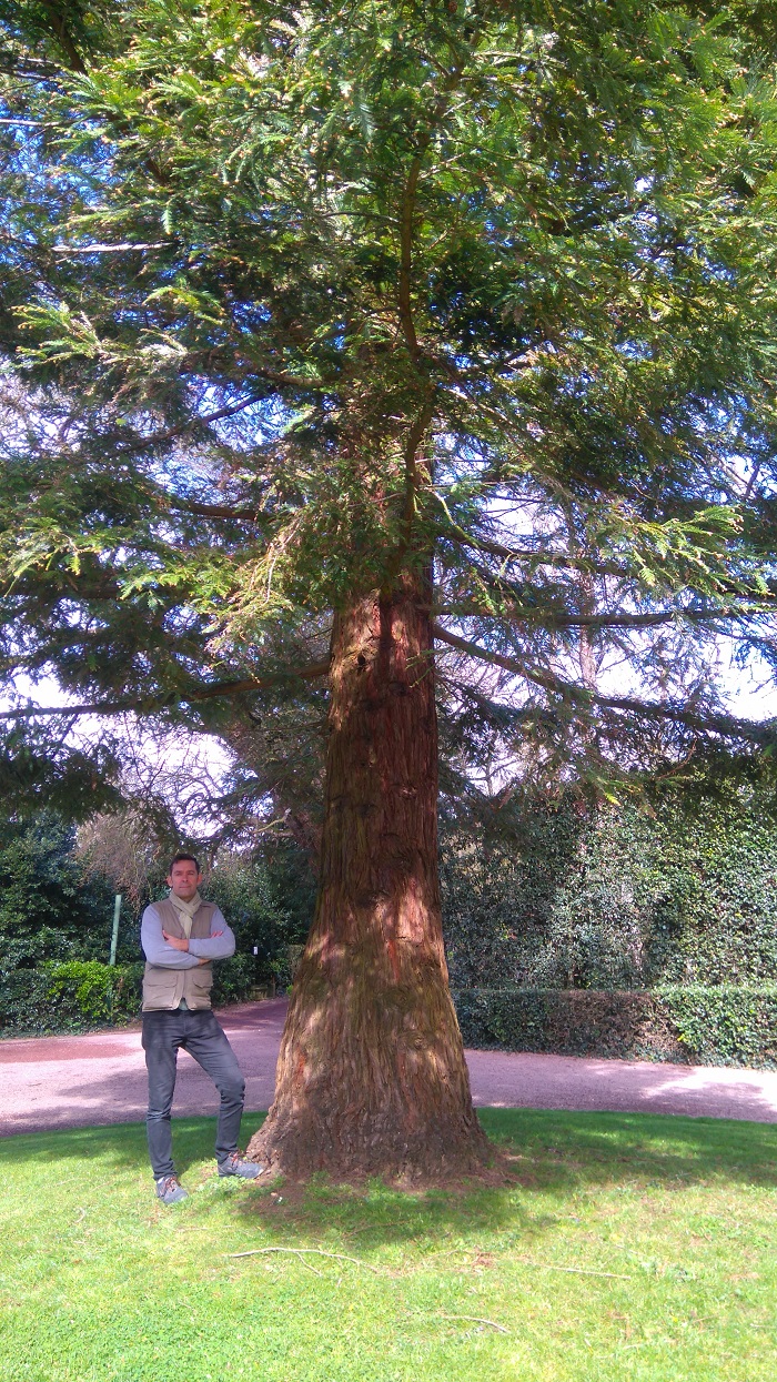Séquoia sempervirens