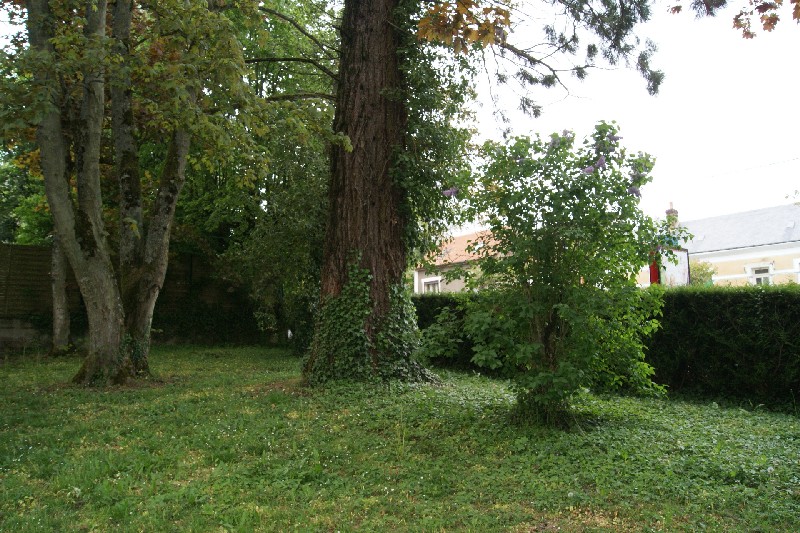 Séquoia géant à Mamers parc du gymnase Godard