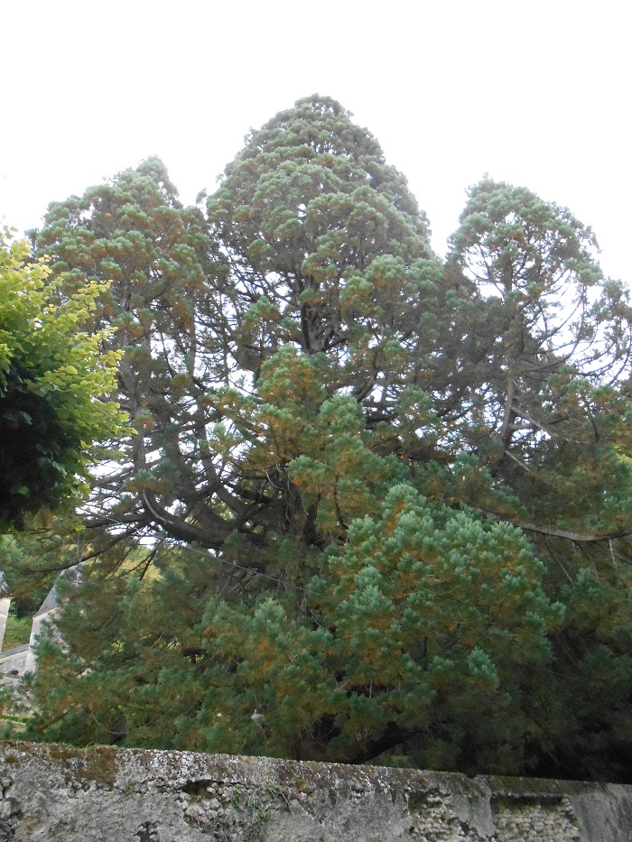 Séquoia géant à Marçon