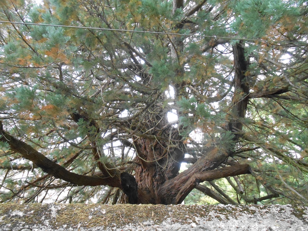 Séquoia géant à Marçon