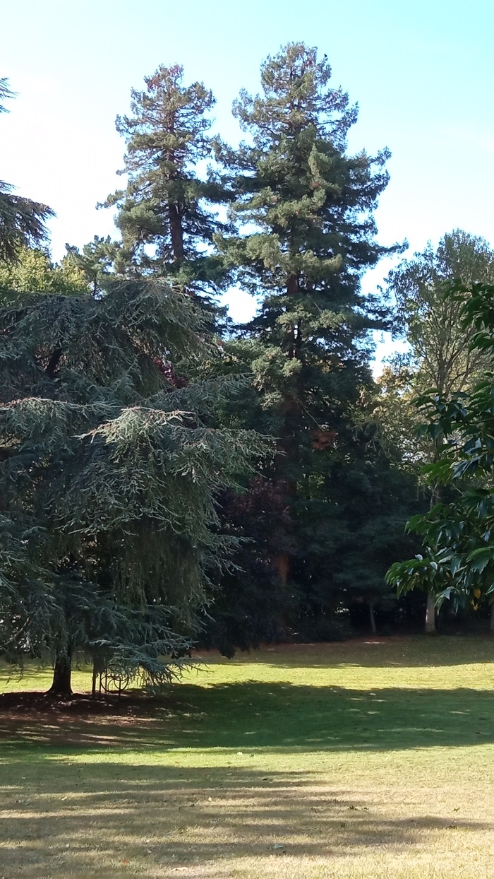 Séquoias sempervirens